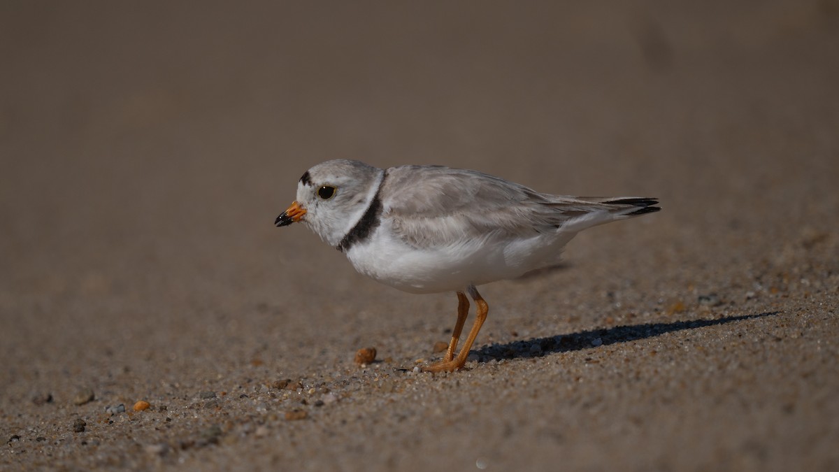 Piping Plover - ML620582708