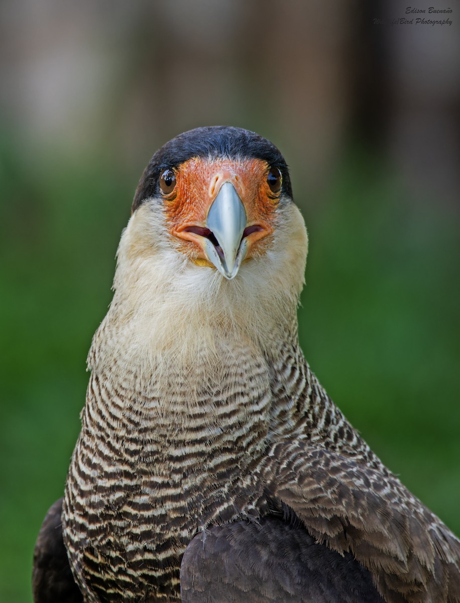 Caracara huppé - ML620582715