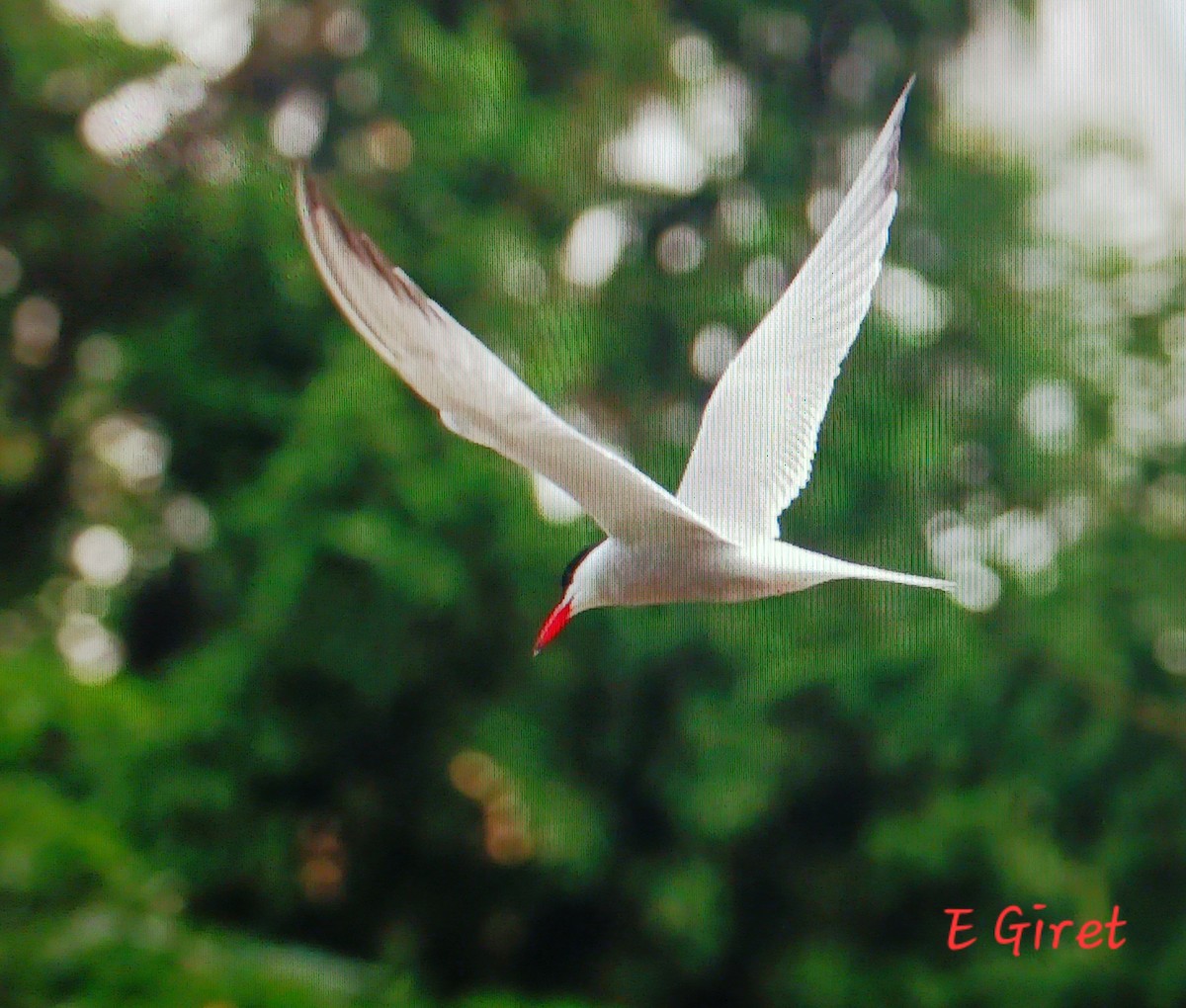 Common Tern - ML620582716