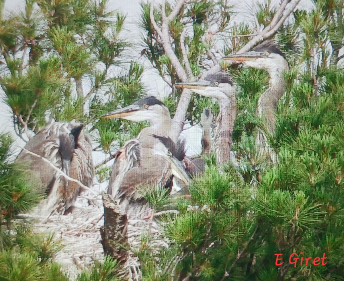 Great Blue Heron - ML620582719