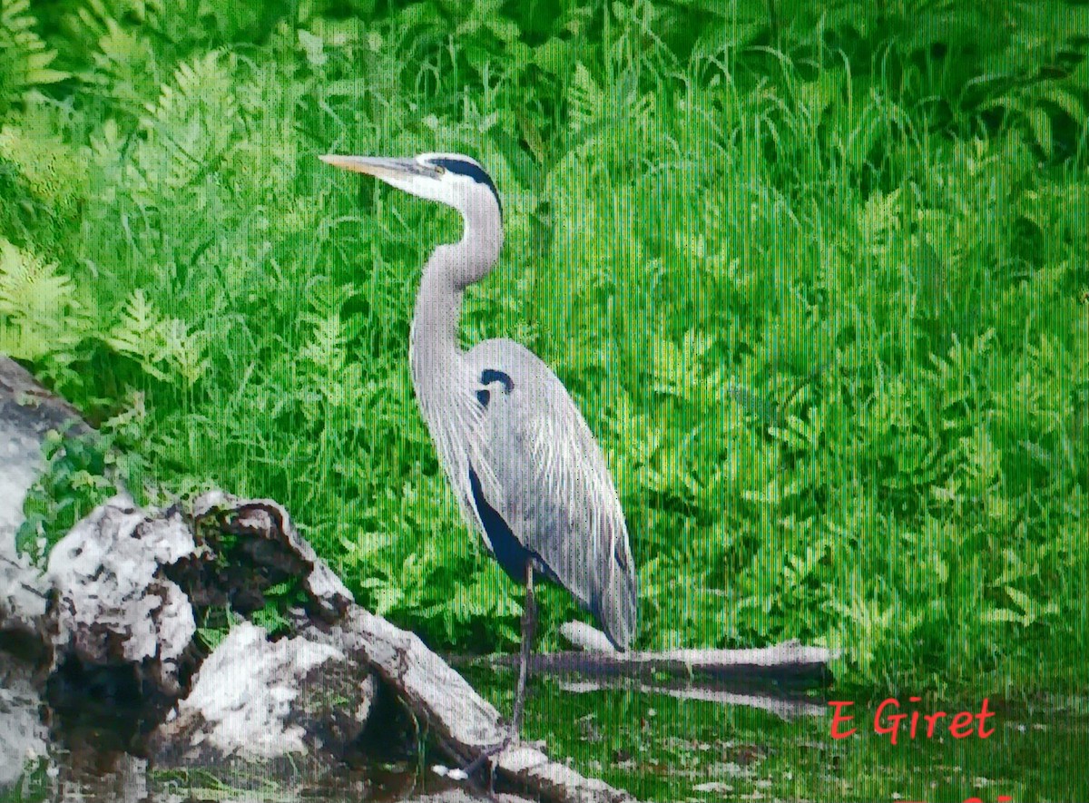 Great Blue Heron - ML620582725