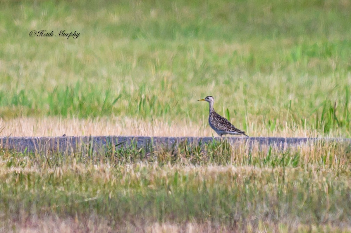 Upland Sandpiper - ML620582742