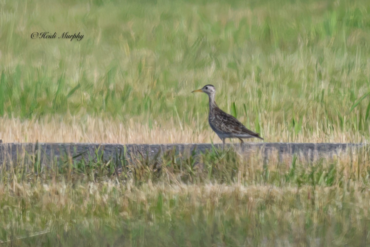 Upland Sandpiper - ML620582743