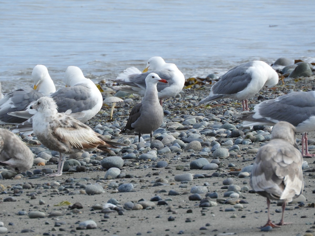 Heermann's Gull - ML620582745