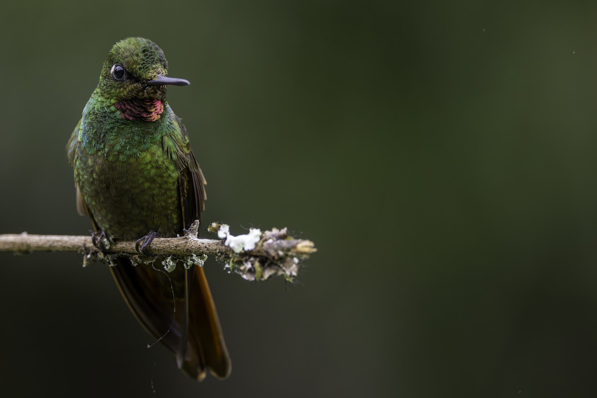 Colibri rubis-émeraude - ML620582757