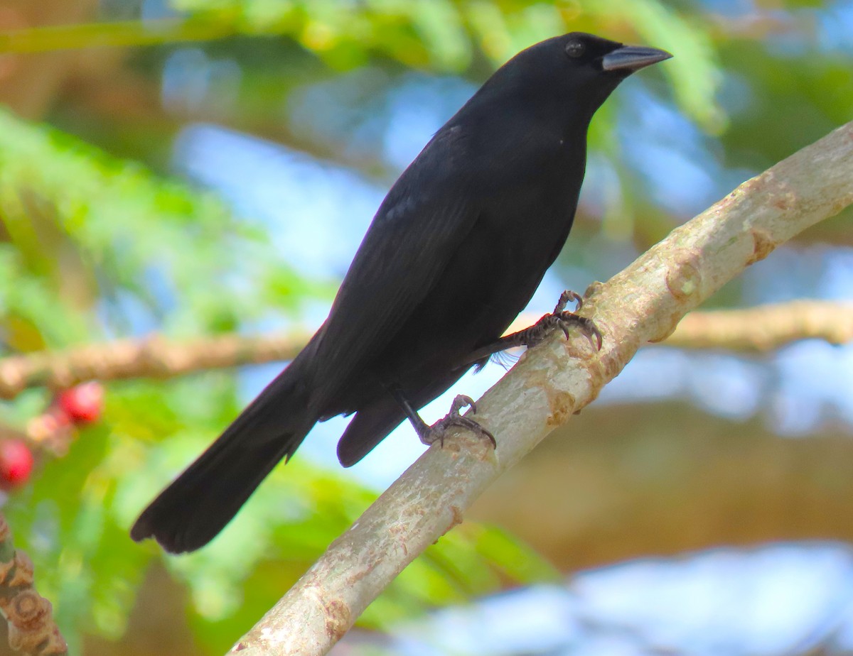 Cuban Blackbird - ML620582767