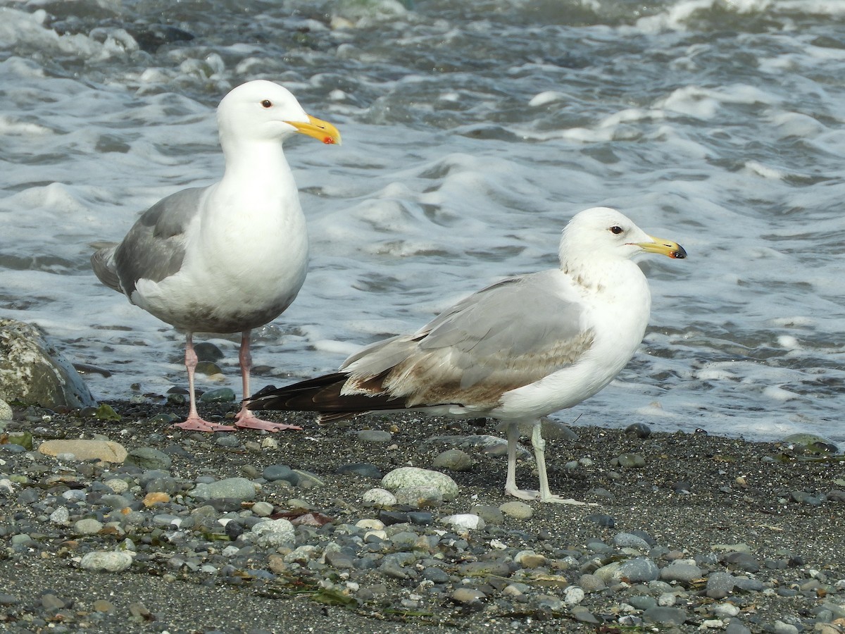 Gaviota Californiana - ML620582768