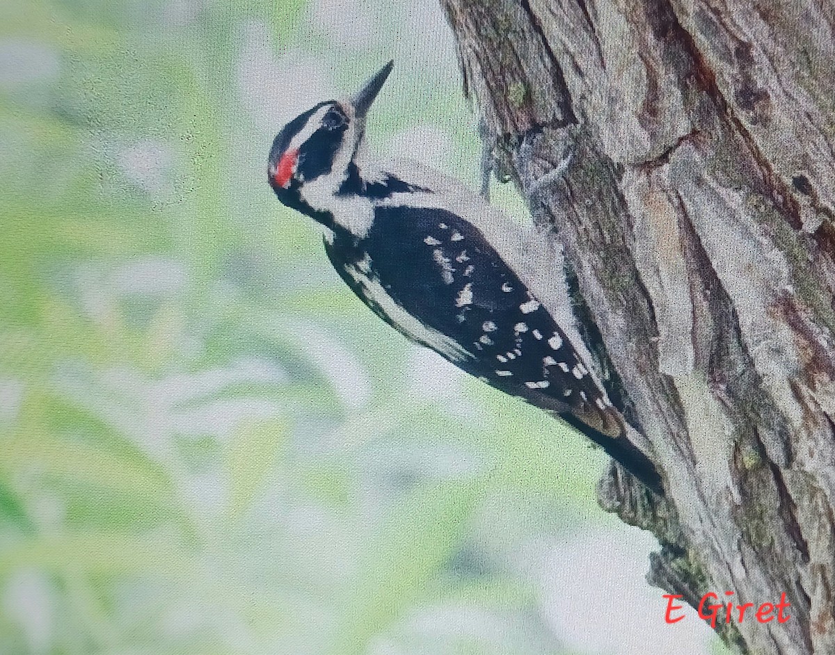 Downy Woodpecker - ML620582769