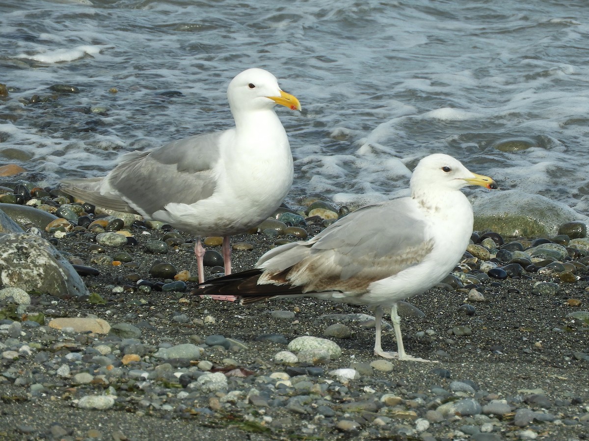 Gaviota Californiana - ML620582774