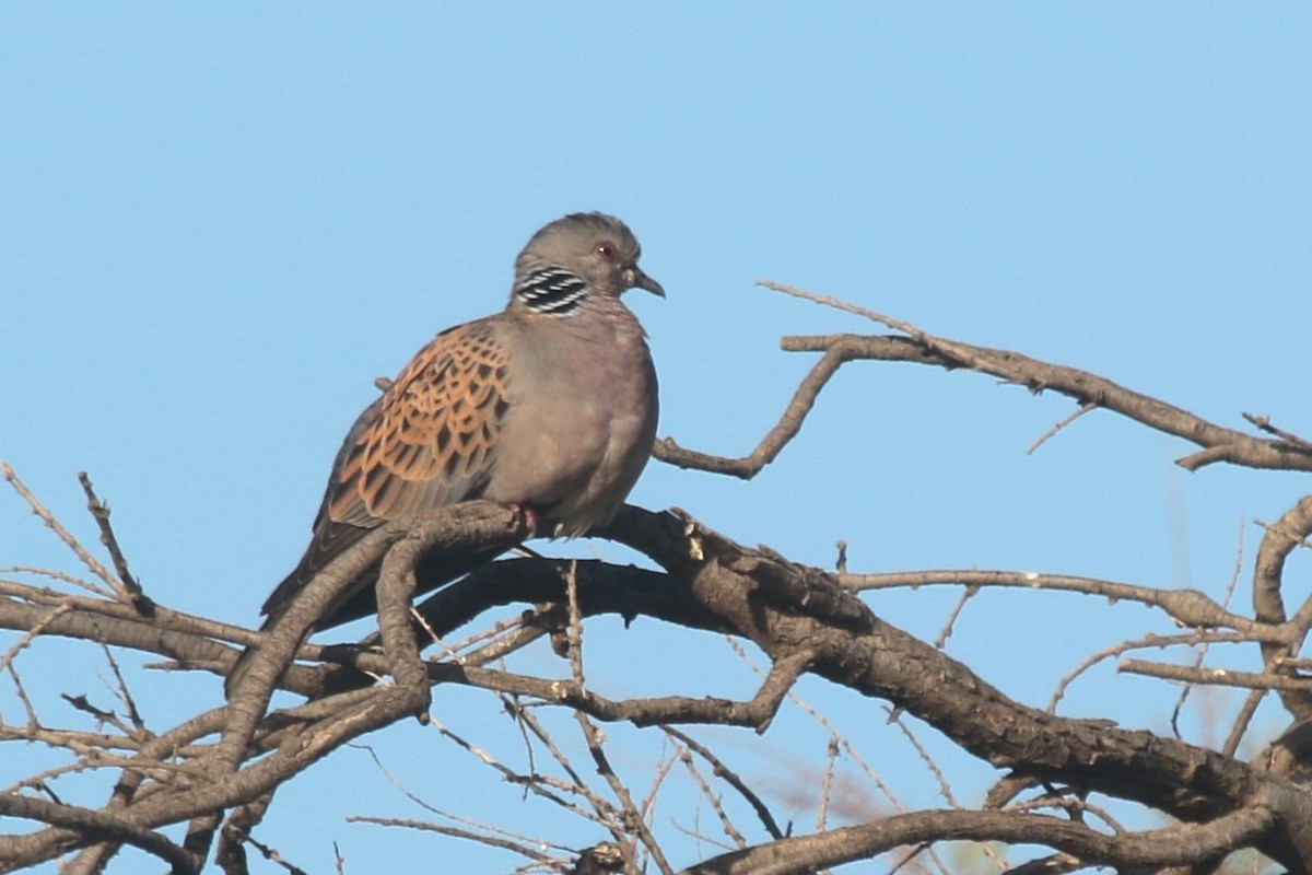 European Turtle-Dove - ML620582779