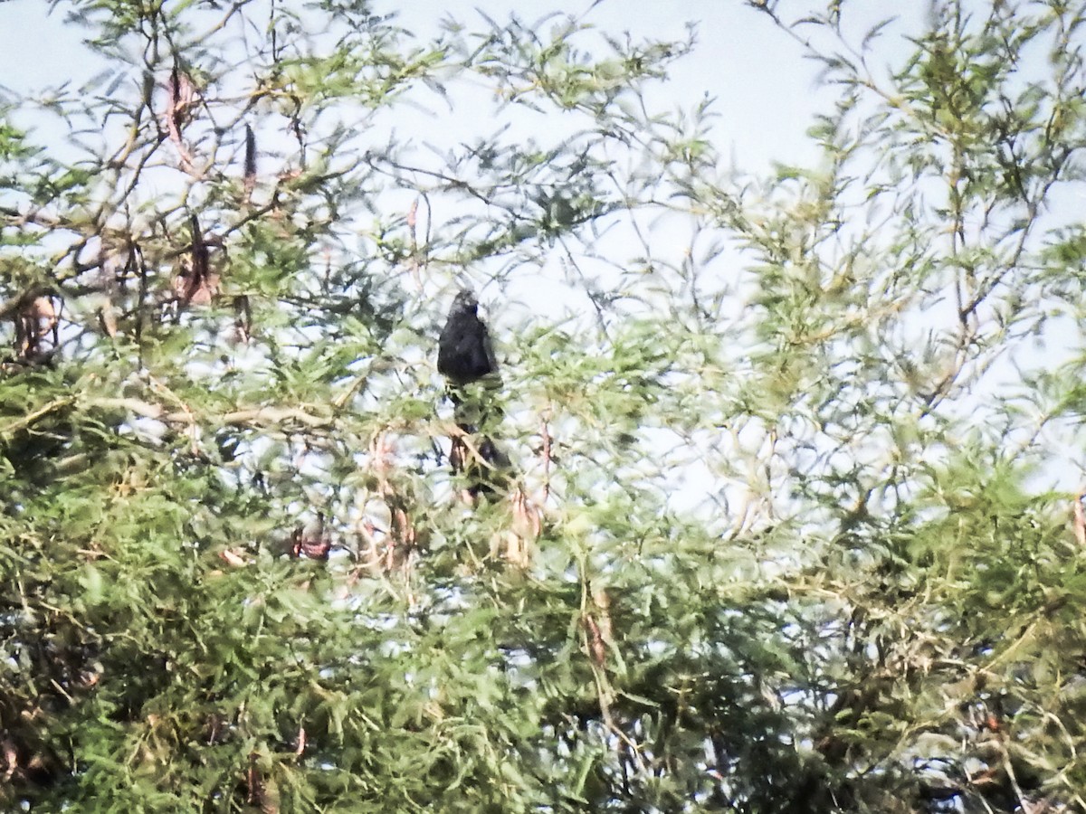 Groove-billed Ani - ML620582785