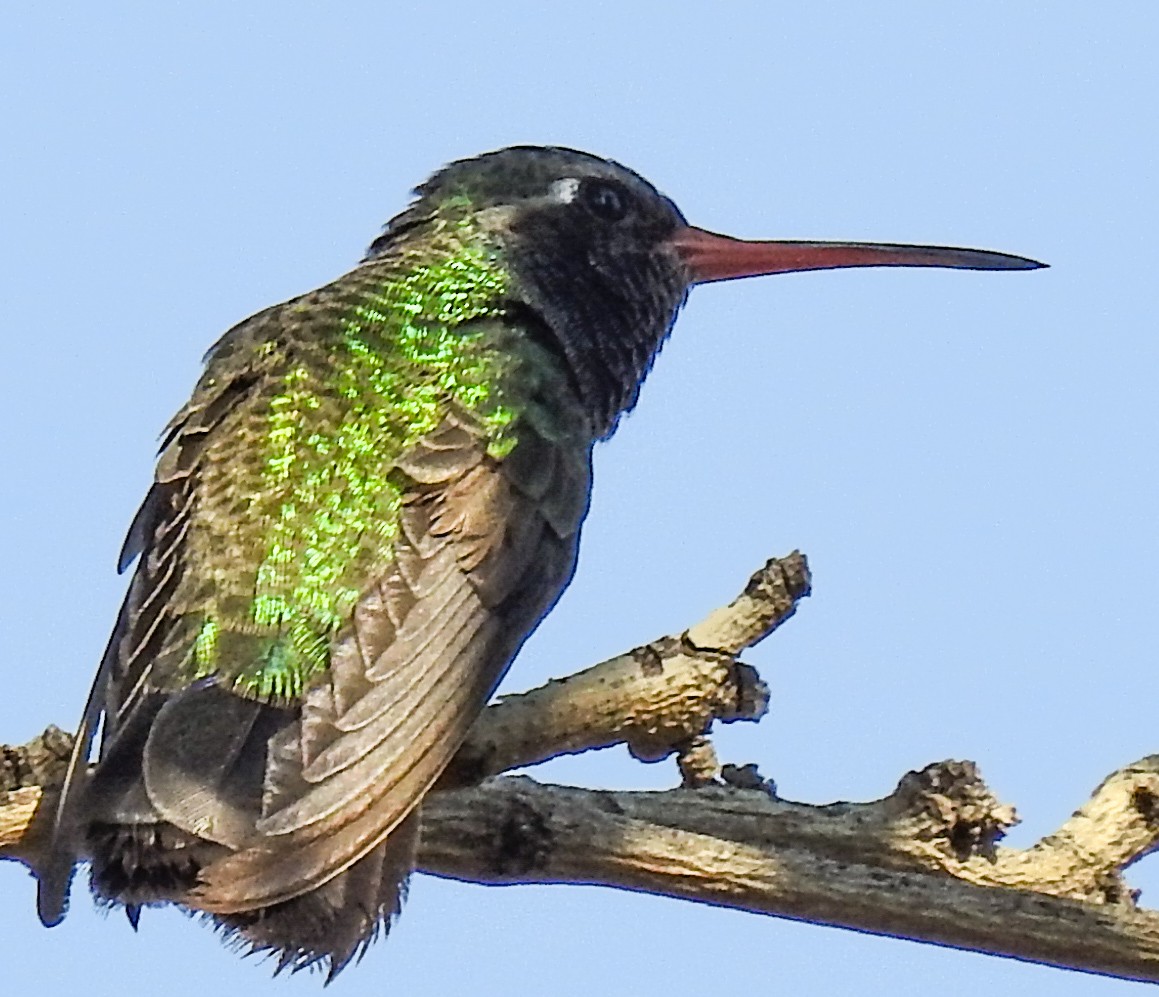 Colibrí Piquiancho Común - ML620582795