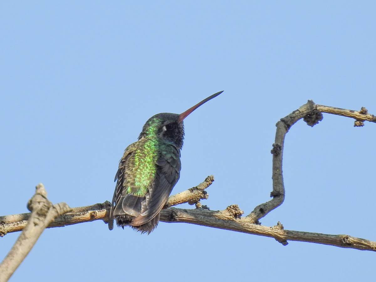 Broad-billed Hummingbird - ML620582797