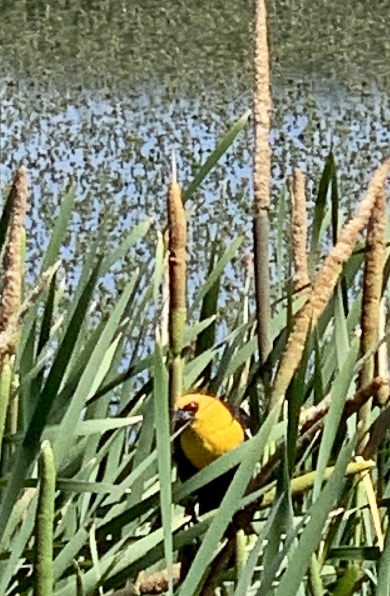 Yellow-headed Blackbird - ML620582798
