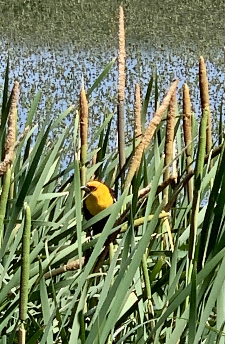 Yellow-headed Blackbird - ML620582799