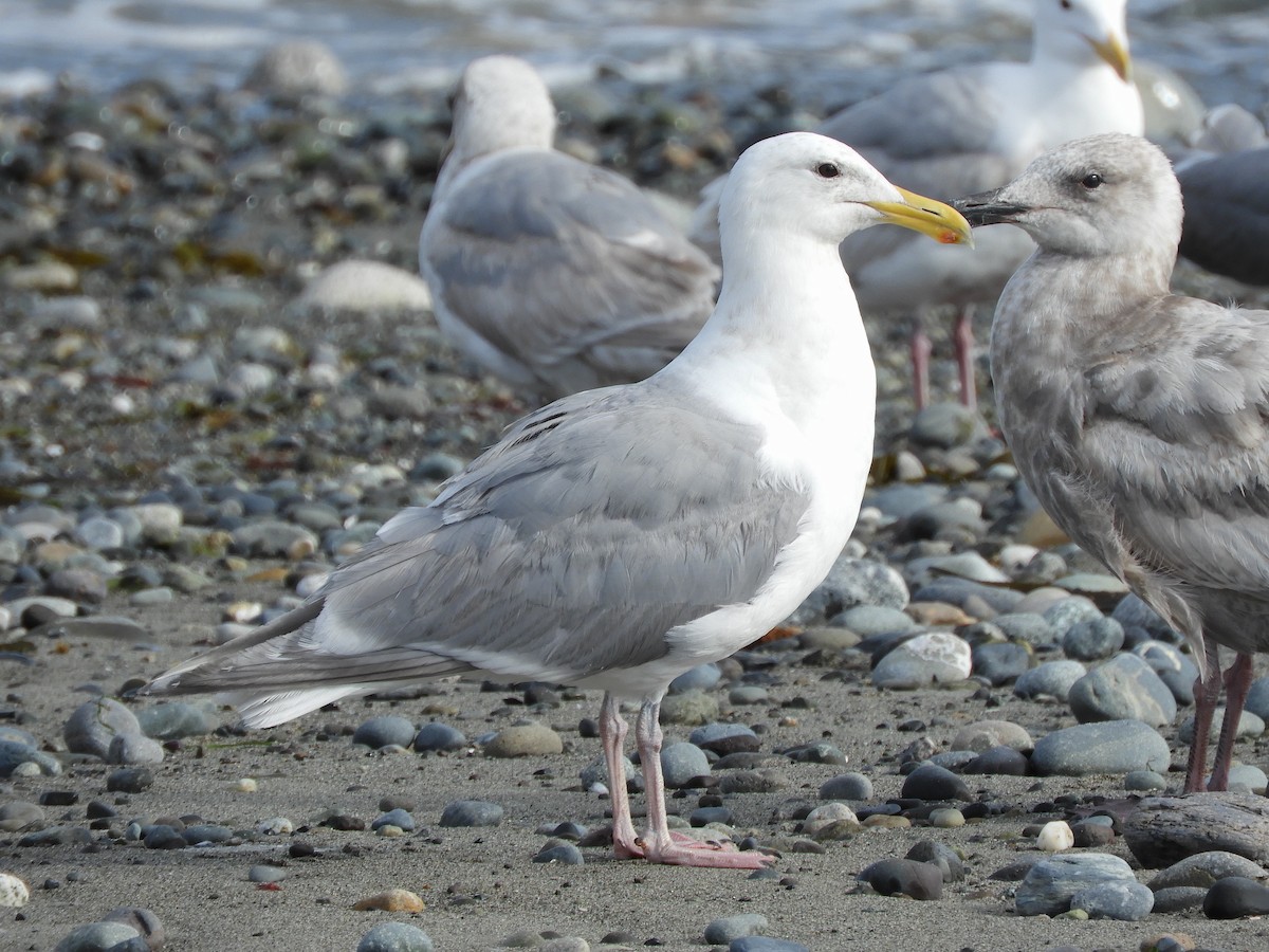 Gaviota de Bering - ML620582800