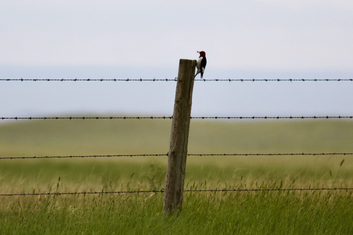 Pic à tête rouge - ML620582801