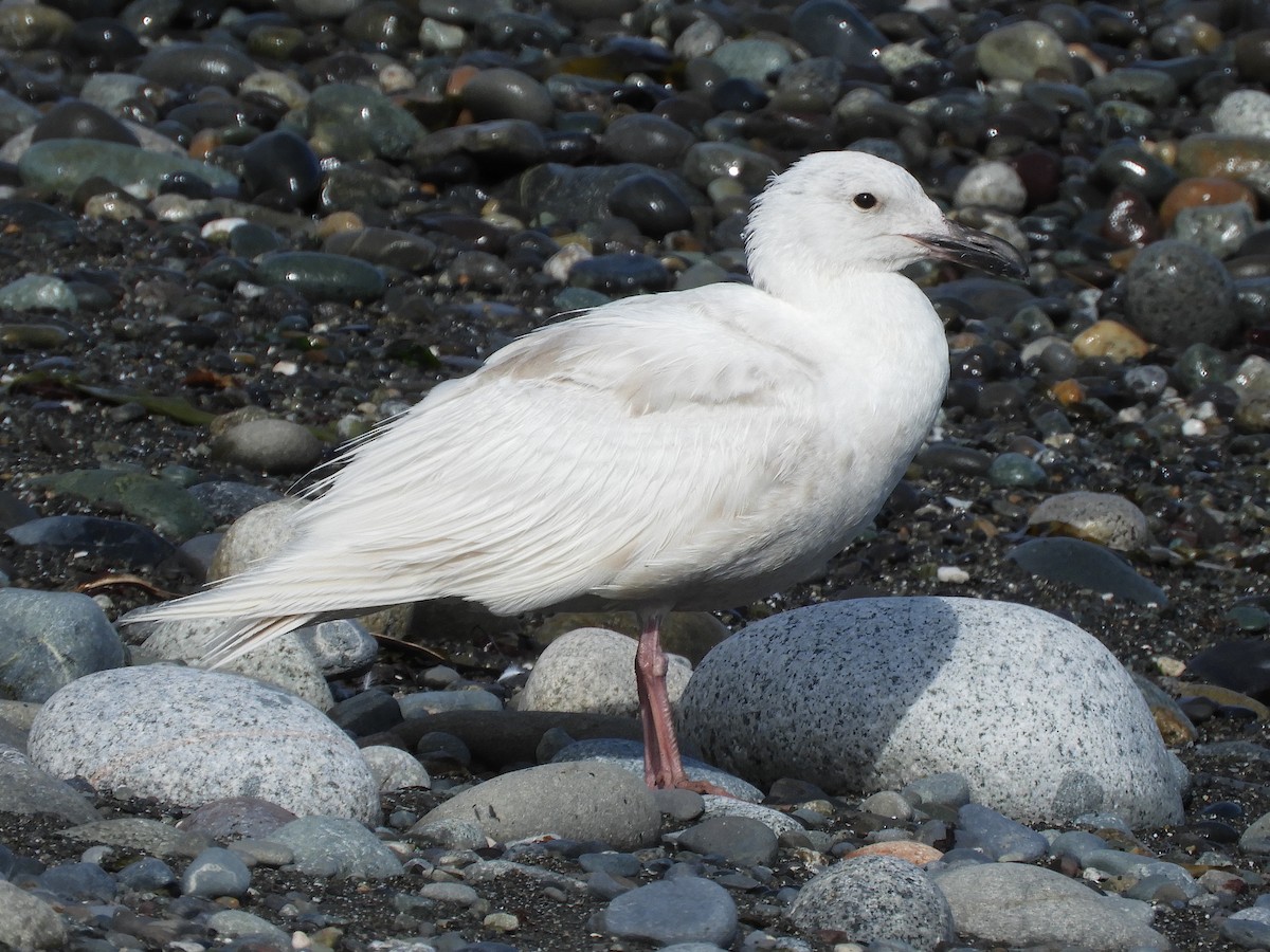 Glaucous-winged Gull - ML620582803