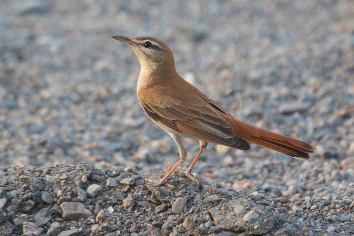 Rufous-tailed Scrub-Robin - ML620582804