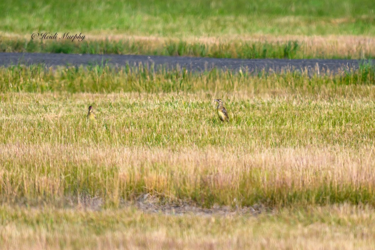 Eastern Meadowlark - ML620582805