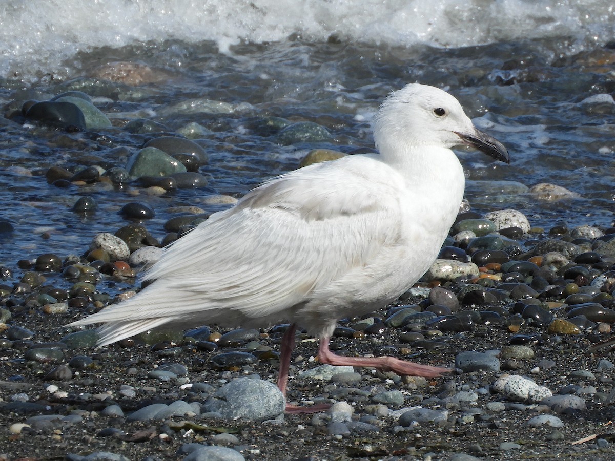 Glaucous-winged Gull - ML620582807