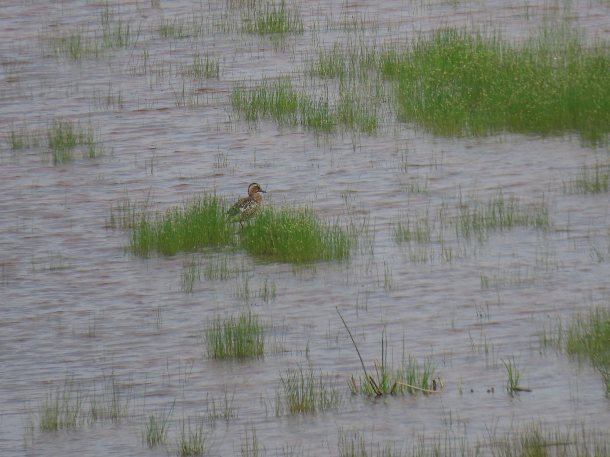 Garganey - ML620582808