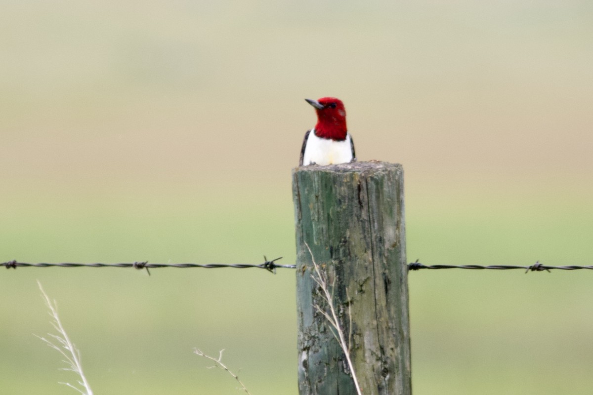 Red-headed Woodpecker - ML620582809