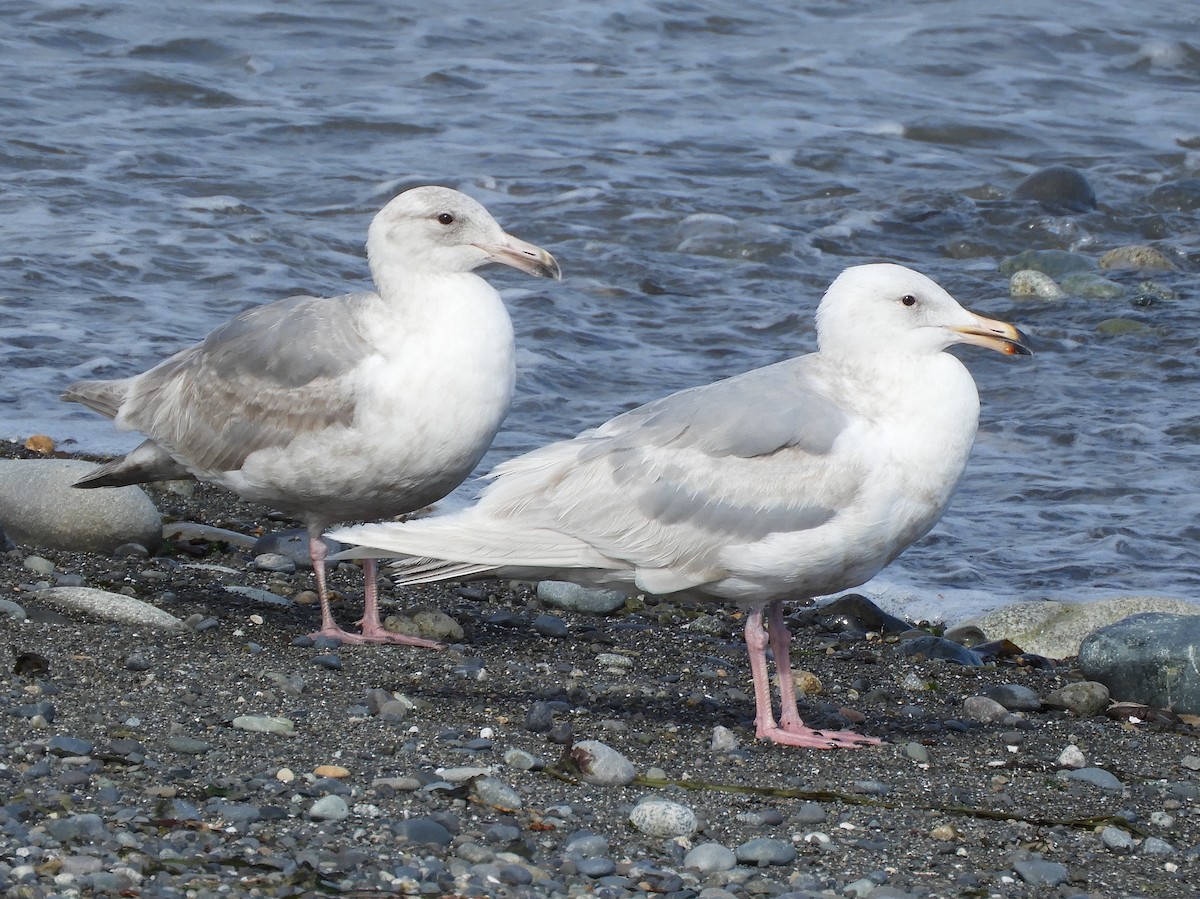 Goéland à ailes grises - ML620582810