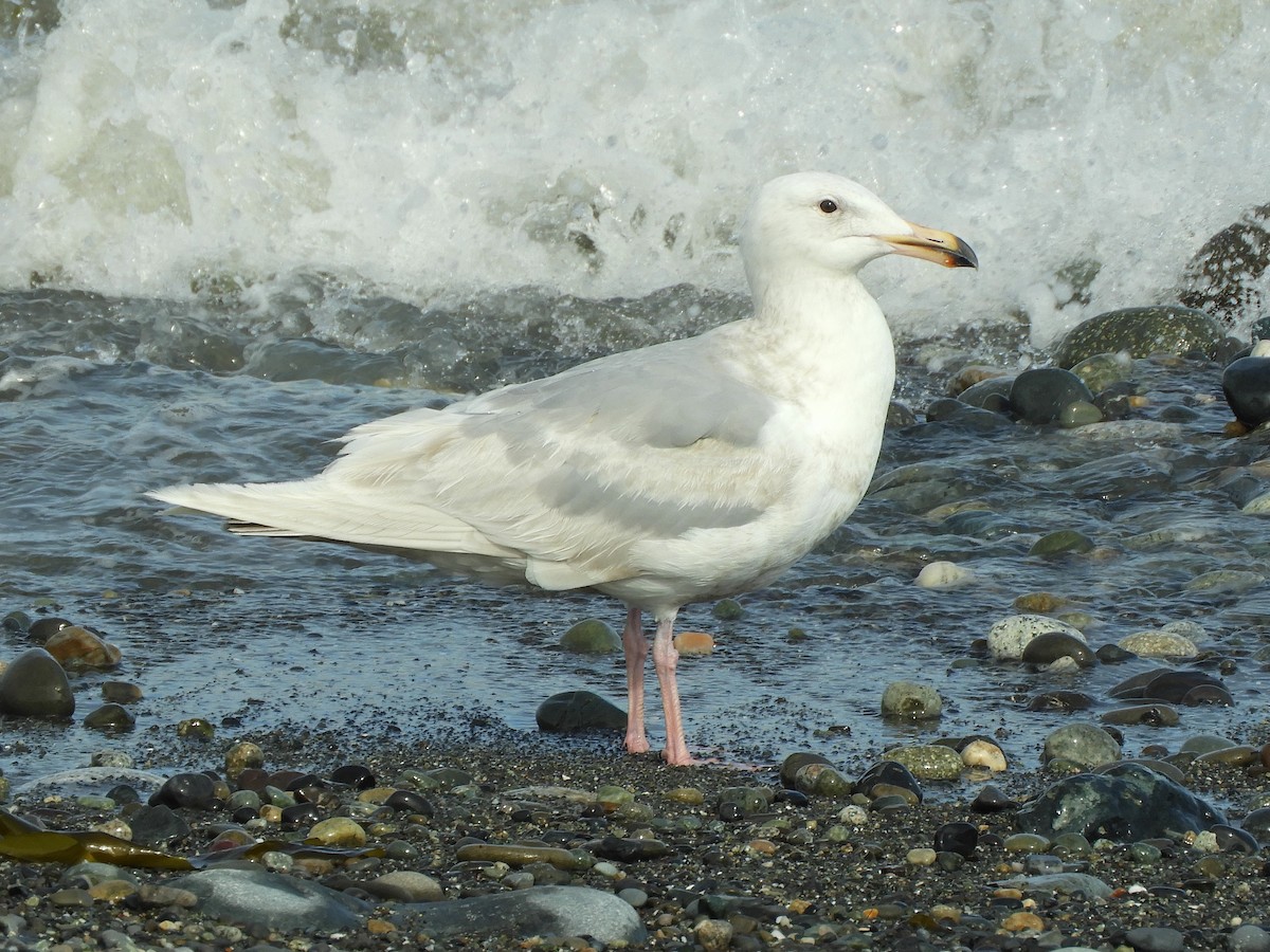 Goéland à ailes grises - ML620582812