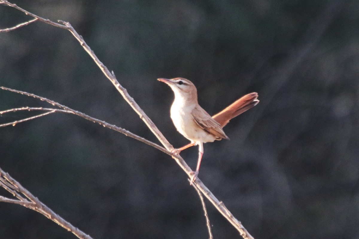 Rufous-tailed Scrub-Robin - ML620582815