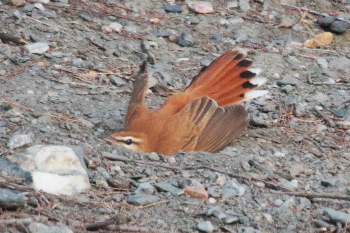 Rufous-tailed Scrub-Robin - ML620582816