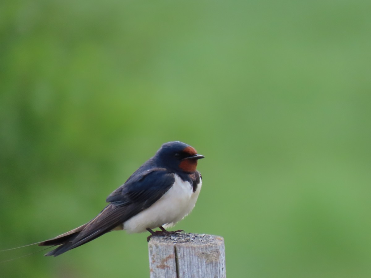 Barn Swallow (White-bellied) - Cyndy Johnson