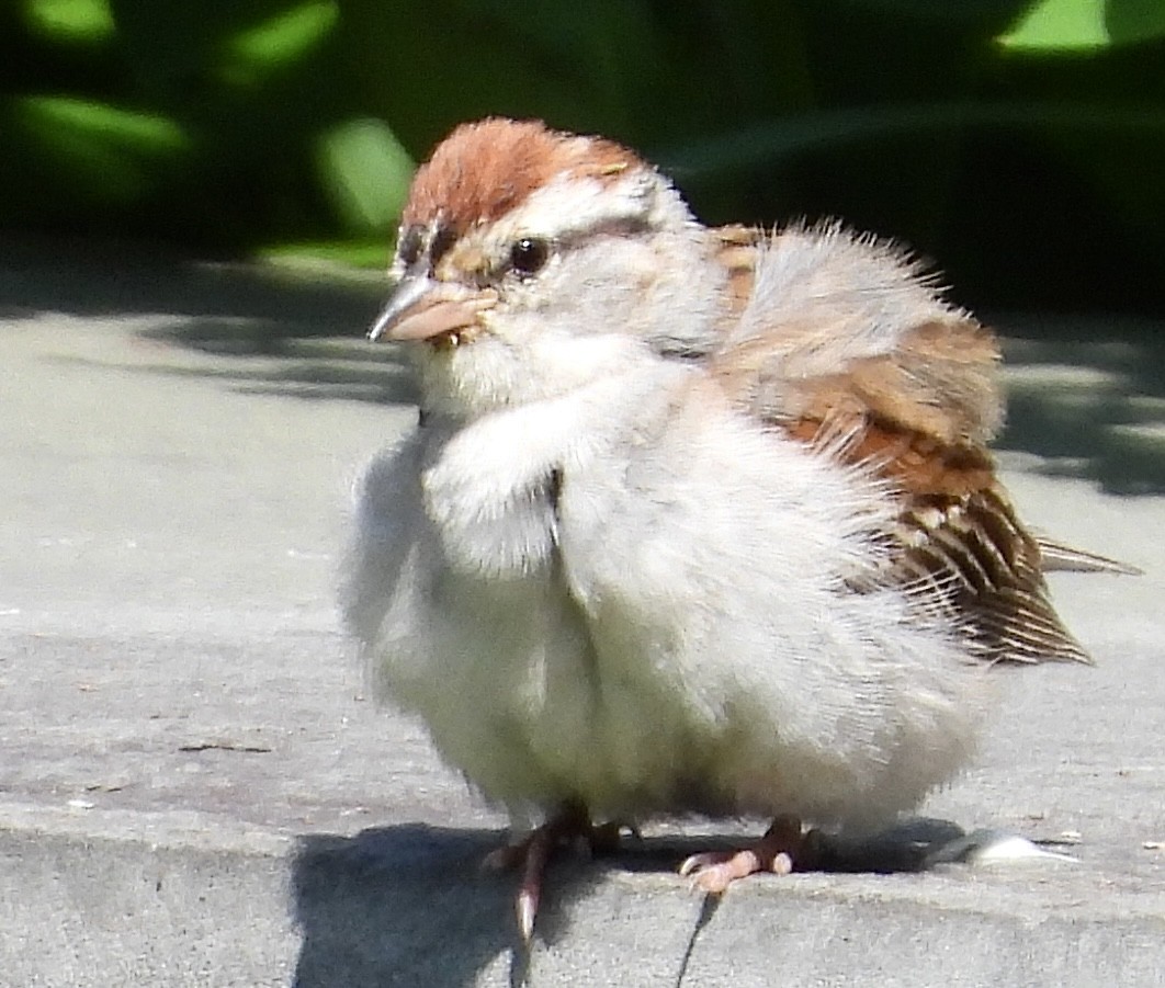Chipping Sparrow - ML620582830