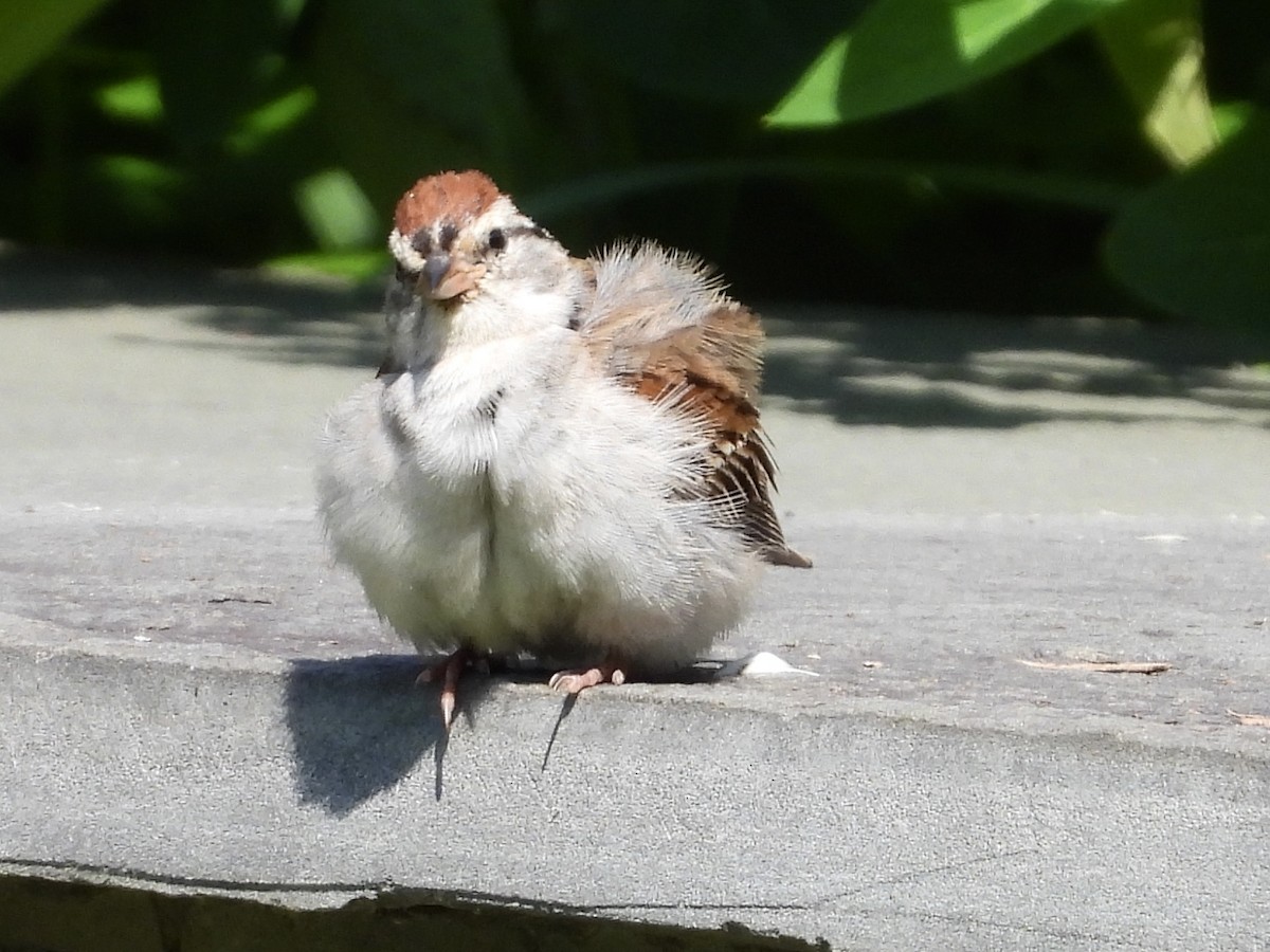 Chipping Sparrow - ML620582831