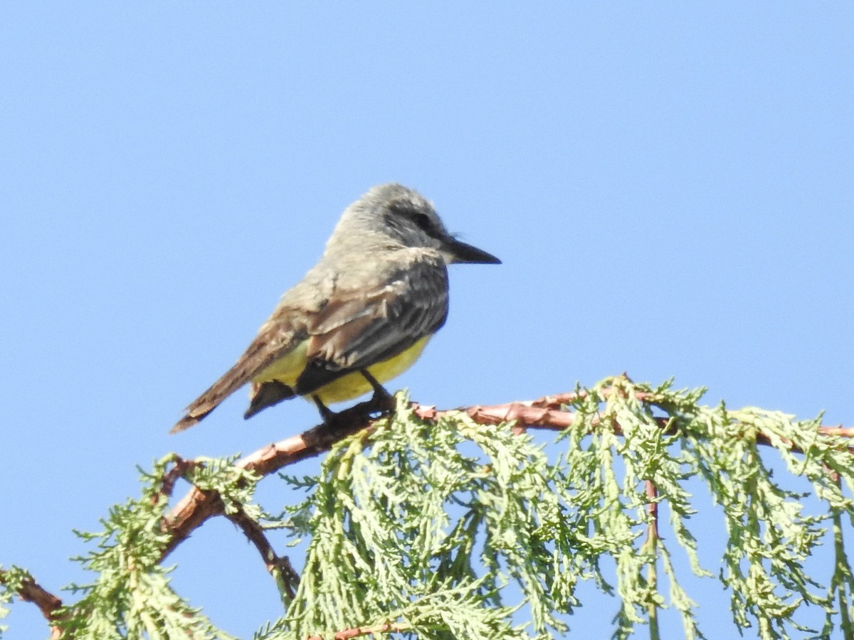 Tropical Kingbird - ML620582832