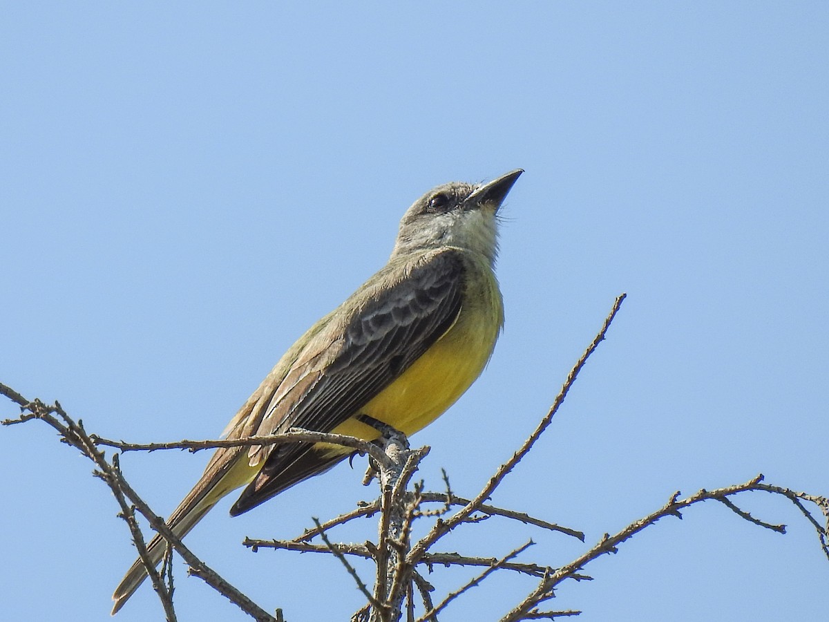 Tropical Kingbird - ML620582833