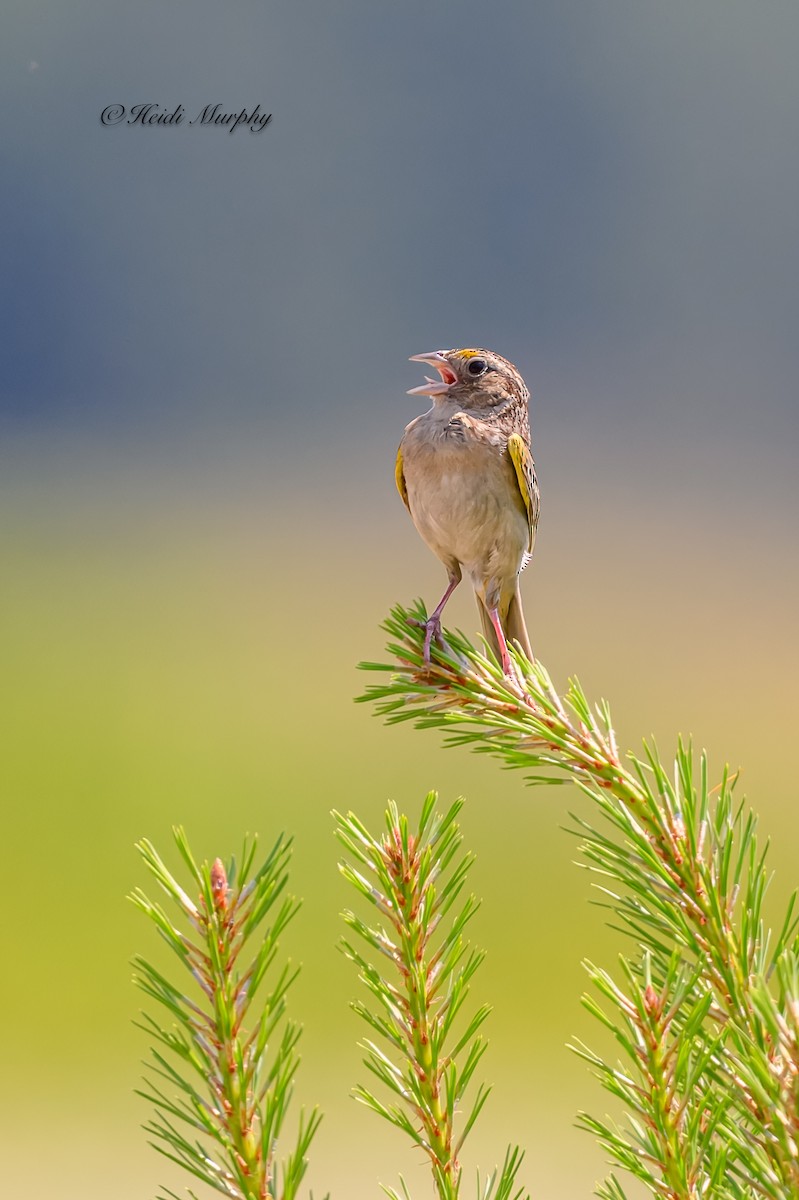 Grasshopper Sparrow - Heidi Murphy