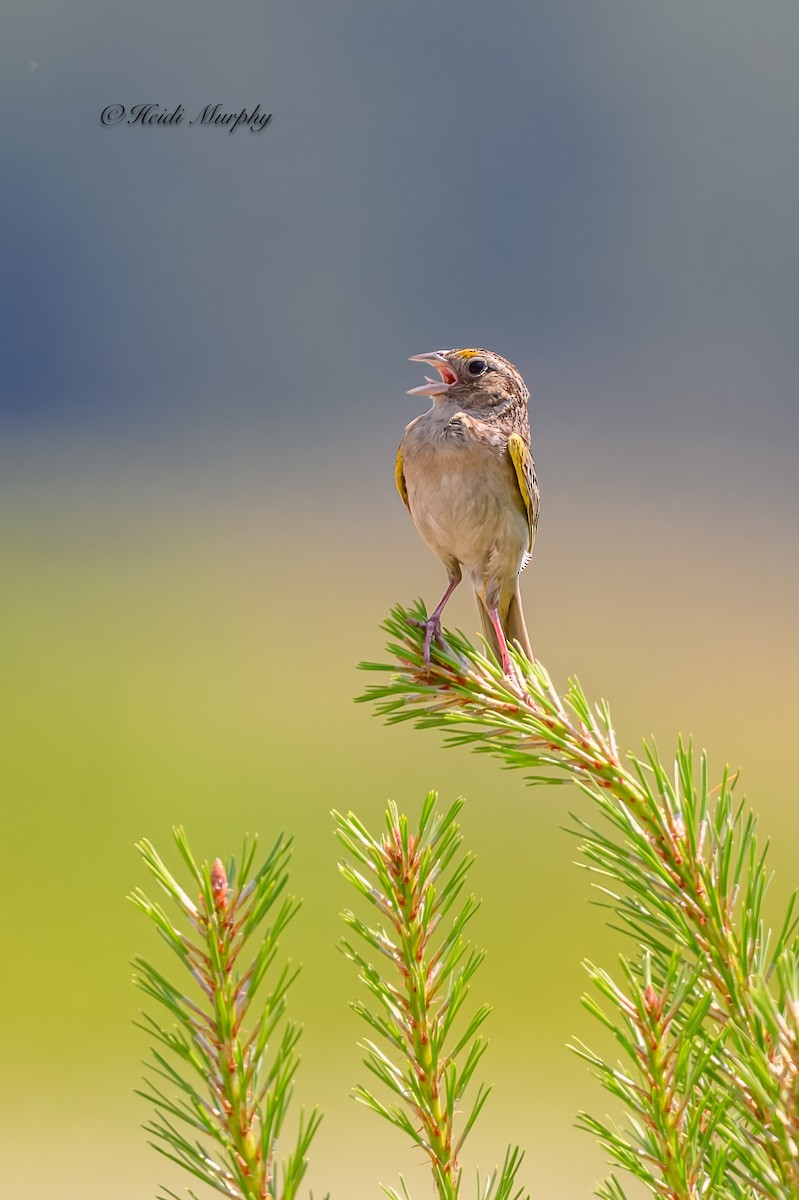 Grasshopper Sparrow - ML620582835