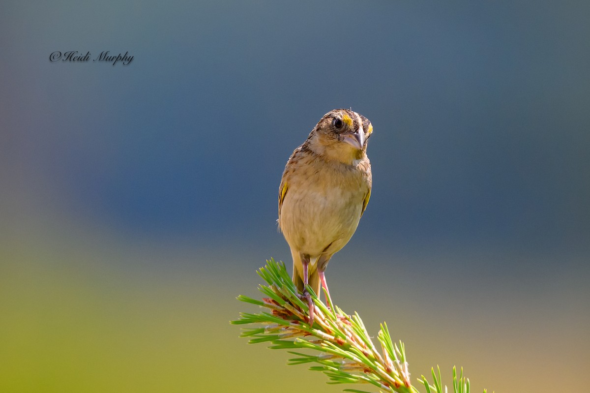 Grasshopper Sparrow - ML620582837