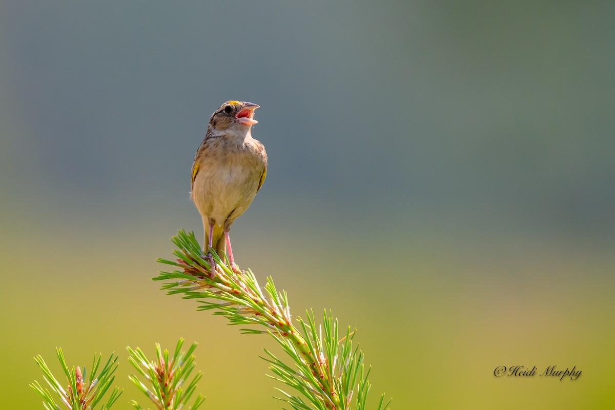 Grasshopper Sparrow - ML620582838