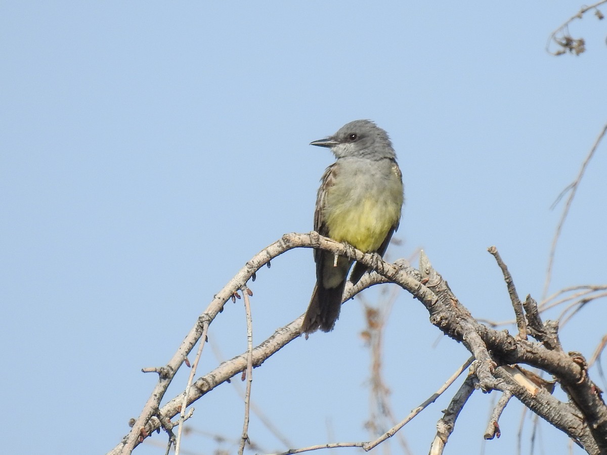 Cassin's Kingbird - ML620582842