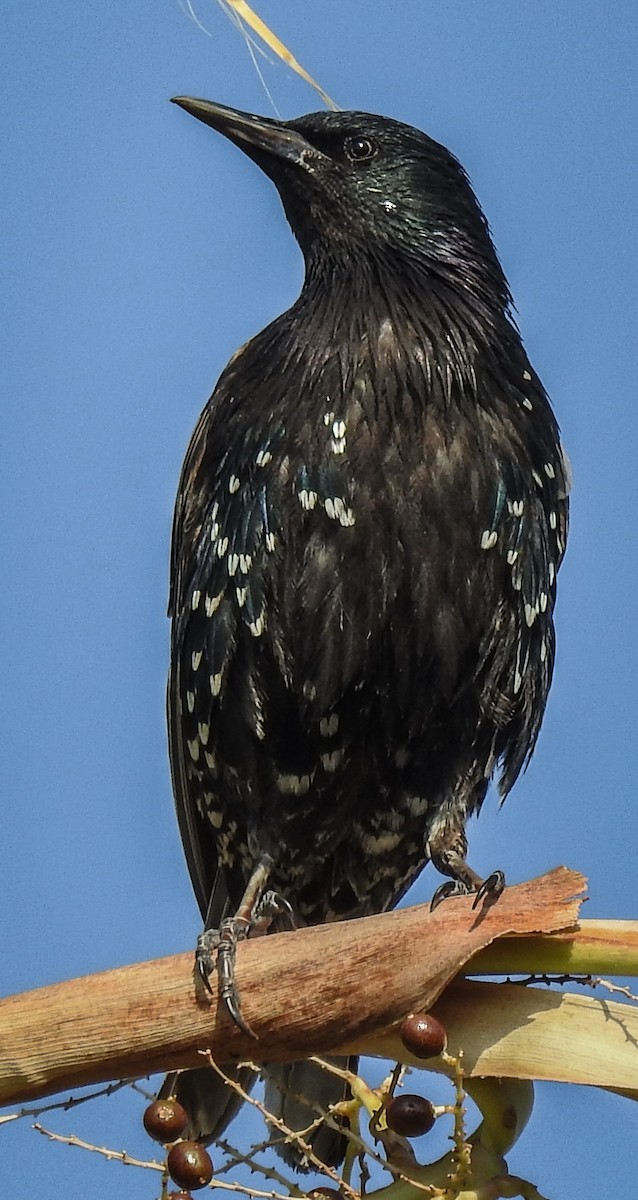 European Starling - ML620582848