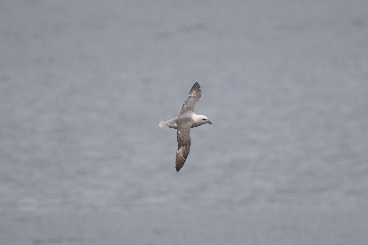 Fulmar boréal - ML620582849