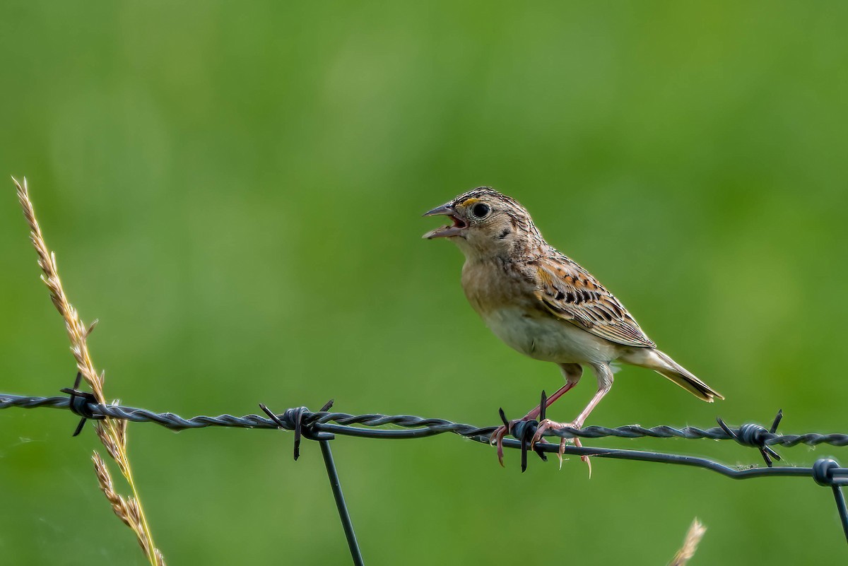 Grasshopper Sparrow - ML620582850
