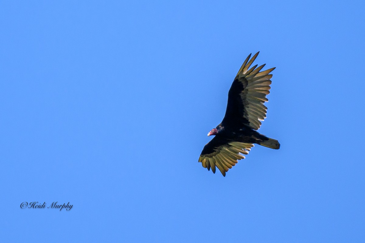 Turkey Vulture - Heidi Murphy