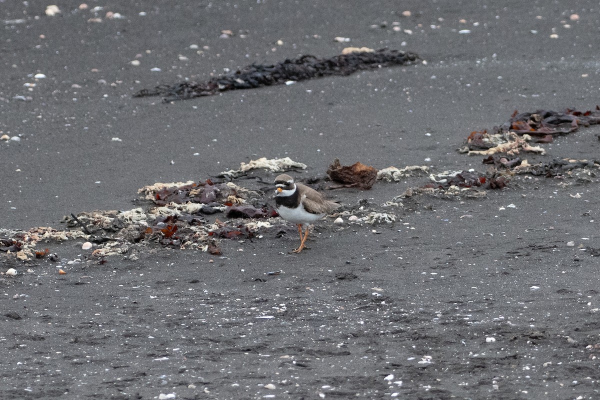 Common Ringed Plover - ML620582868