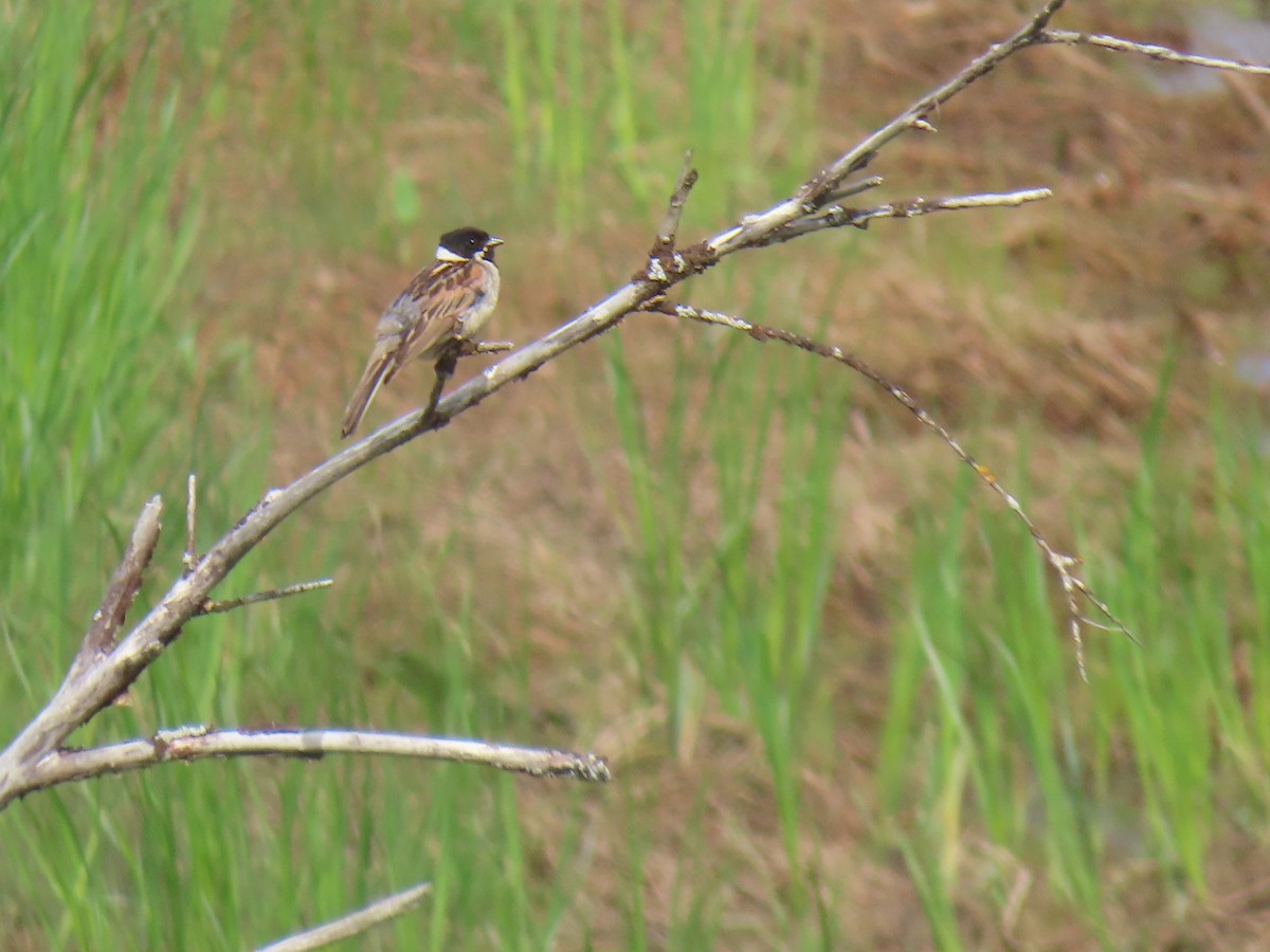 Reed Bunting - ML620582877