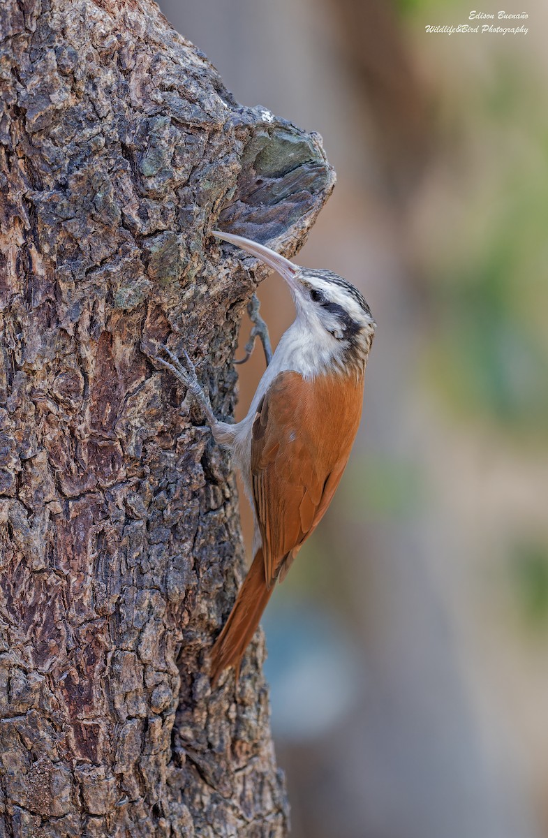 Narrow-billed Woodcreeper - Edison Buenano