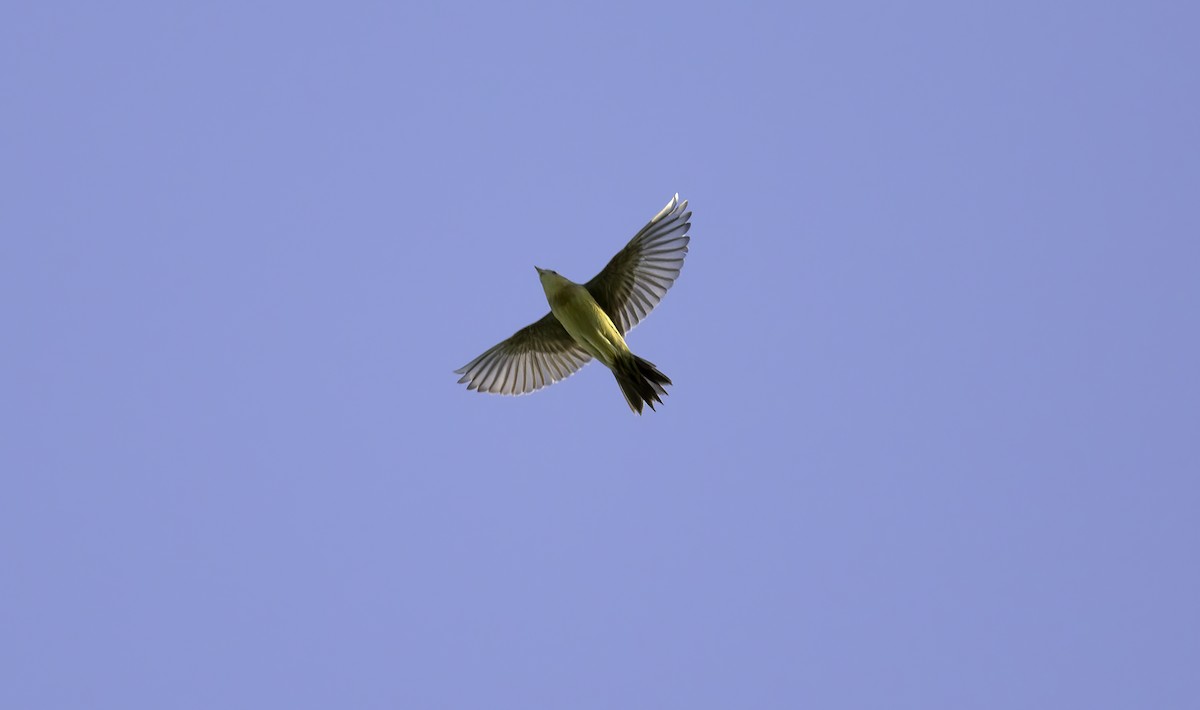 bobolink americký - ML620582887