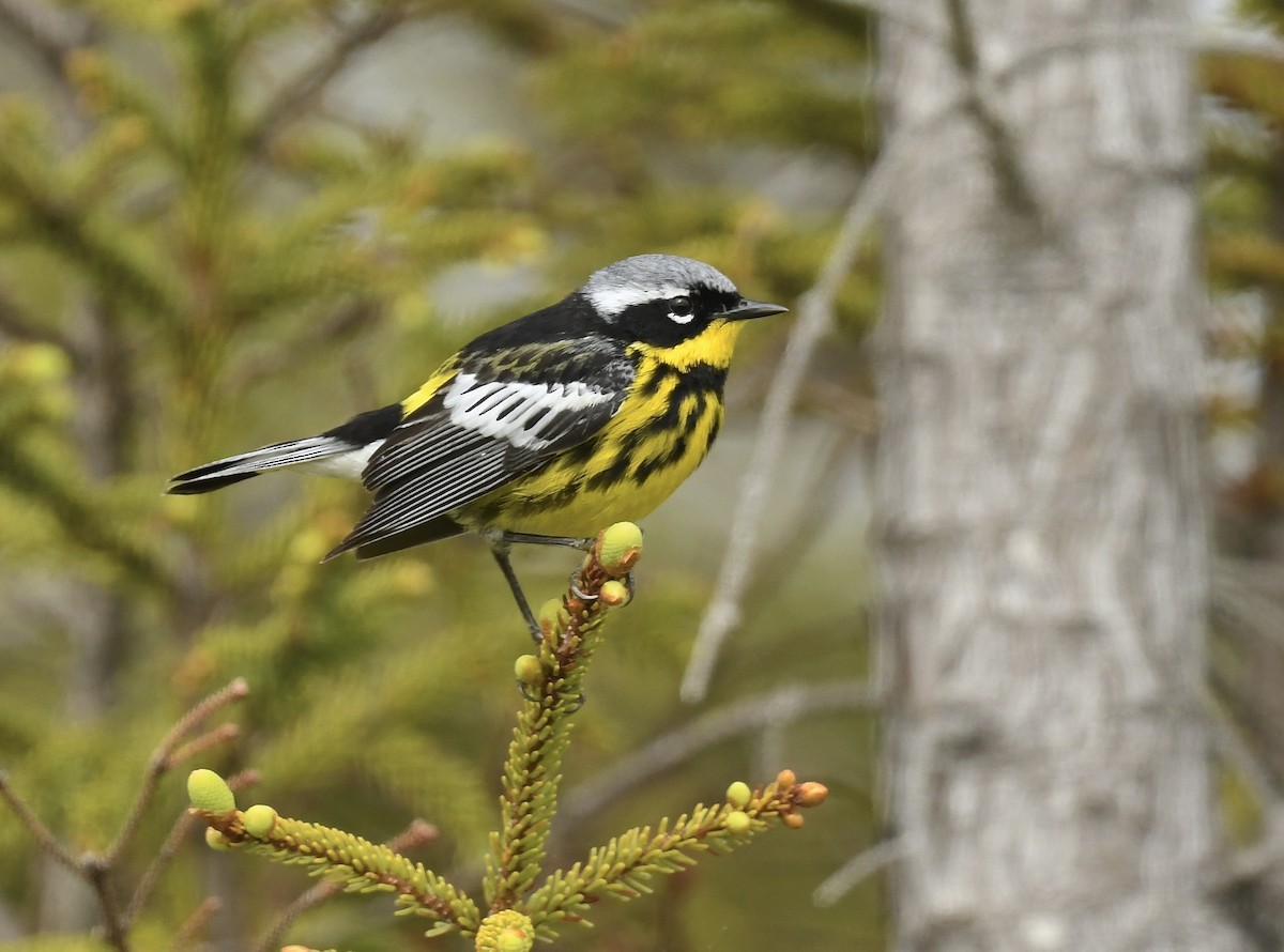 Magnolia Warbler - ML620582893